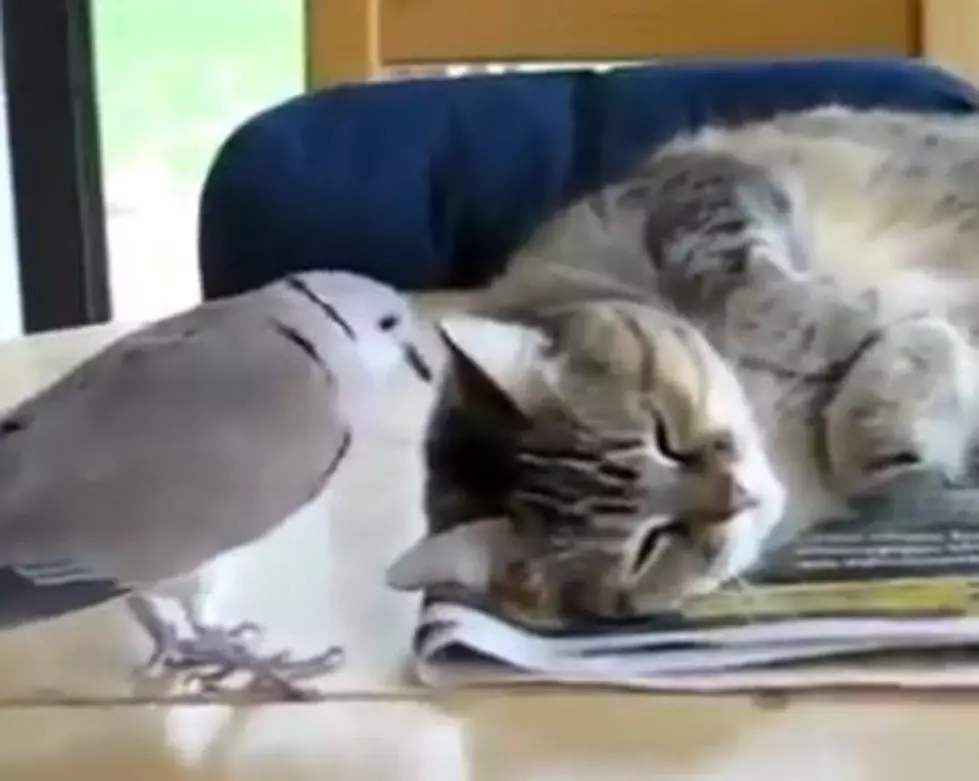 At Some Point You&#8217;ve Got To Give This Cat The Bird [VIDEO]