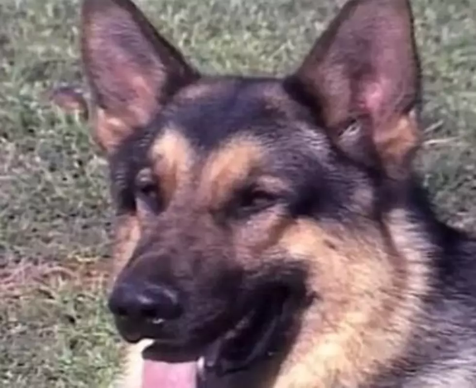 Dog Trained To Sniff Out &#8220;Special&#8221; Substance [AUDIO]
