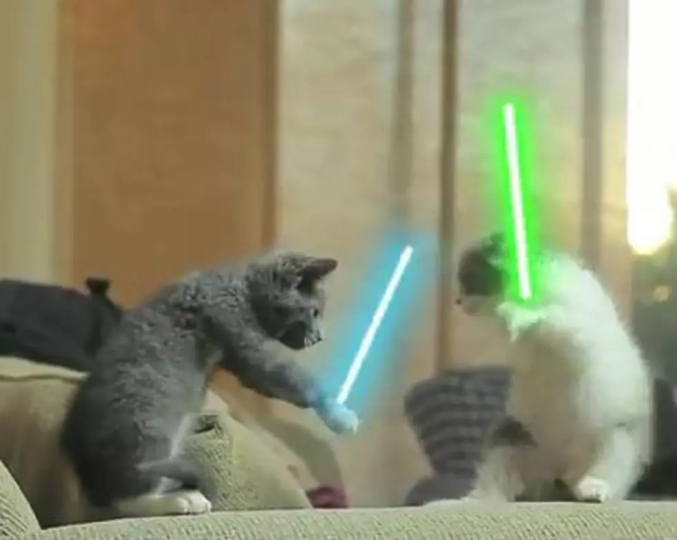 The Force Is Strong In Jedi Cats [VIDEO]