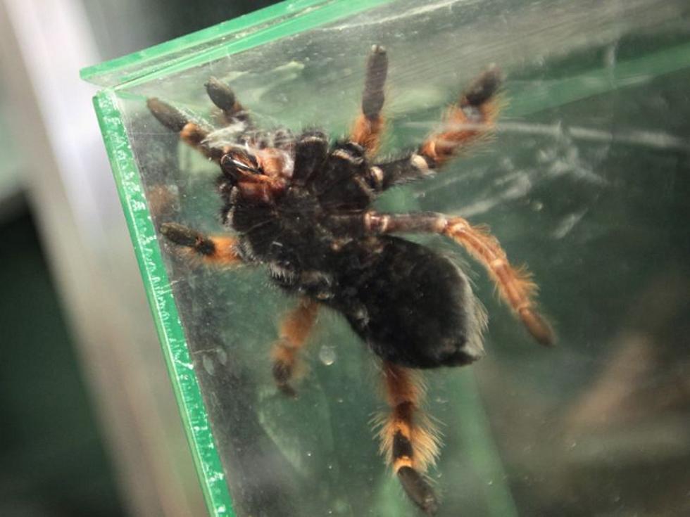 Panhandle Tarantulas Getting it on, Literally