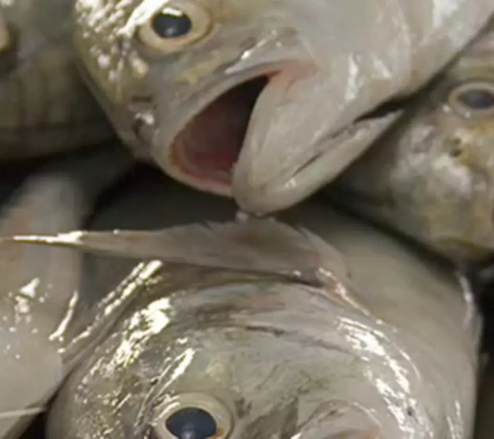 Who Wants Some Fishheads? [VIDEO]