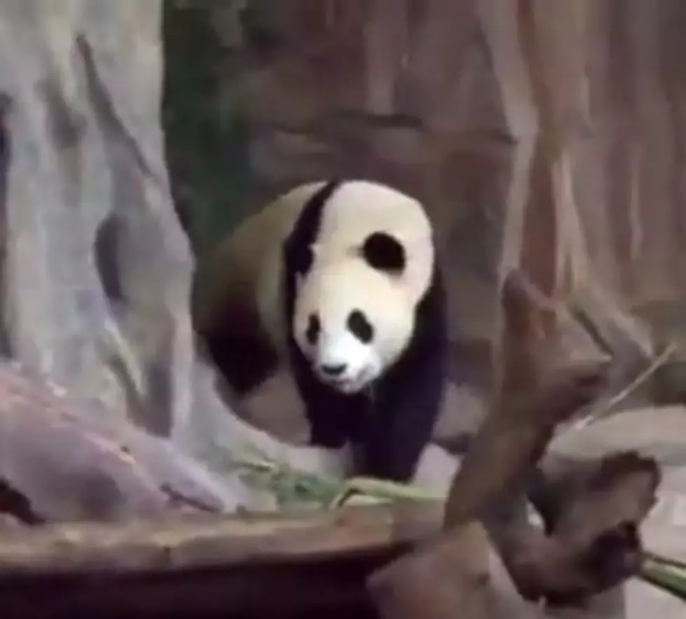 Sometimes It&#8217;s Hard To Be A Panda [VIDEO]