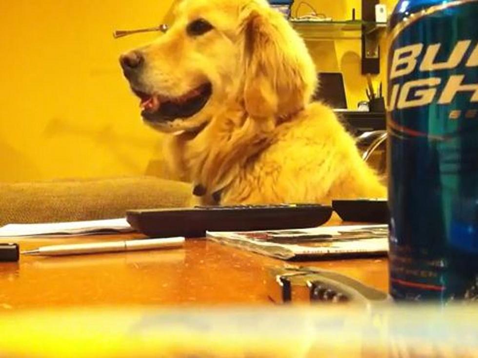 Rocking Golden Retriever Loves Sweet Guitar Licks [VIDEO]