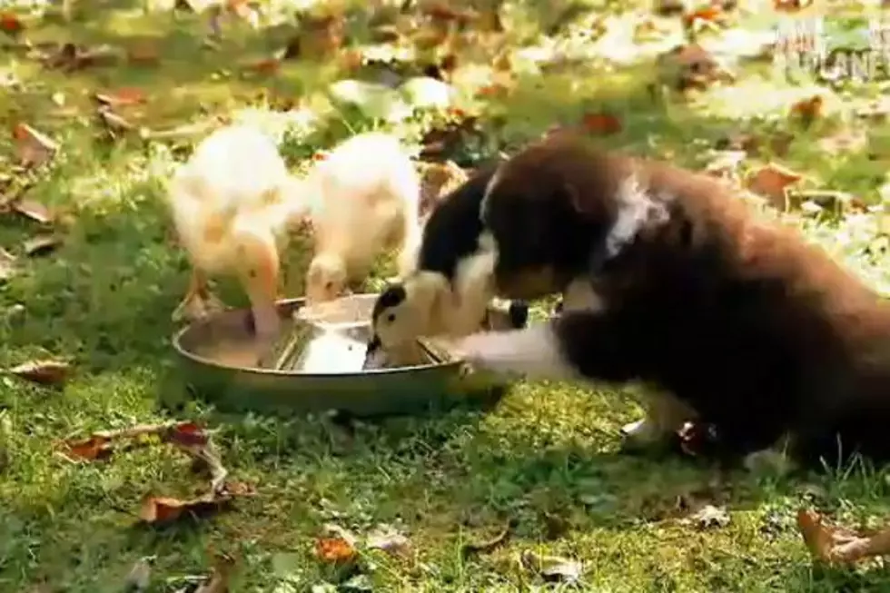 Watch Adorable Puppies Grapple With Ducklings Over Water Bowl