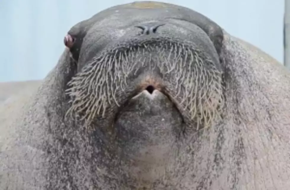 E.T. The Singing Walrus [VIDEO]