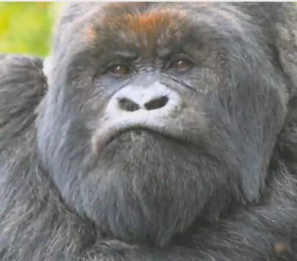 The RockShow Big One: Gorilla&#8217;s Don&#8217;t Like Sushi Or Gorilla Traps