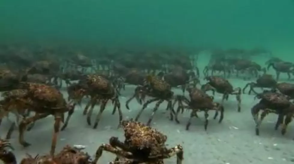Crabs Vs. Stingray? Stingray-1, Crabs-0. [VIDEO]
