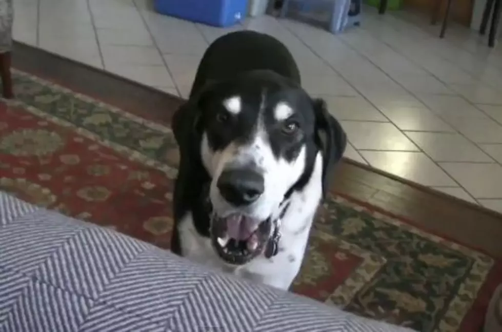 Dog Wants A Kitty To Play With [VIDEO]