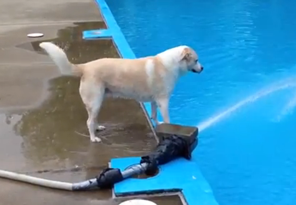 Dog Takes A Dive [VIDEO]