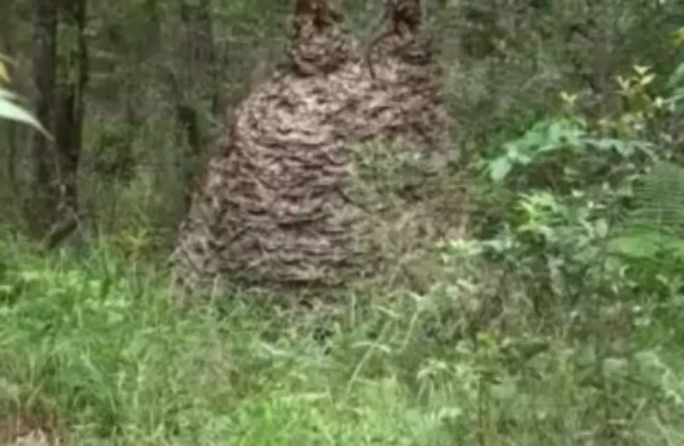 HOLY HELL! That’s A Lot Of Stinging Flying Bugs! Sweet Dreams… [VIDEO]