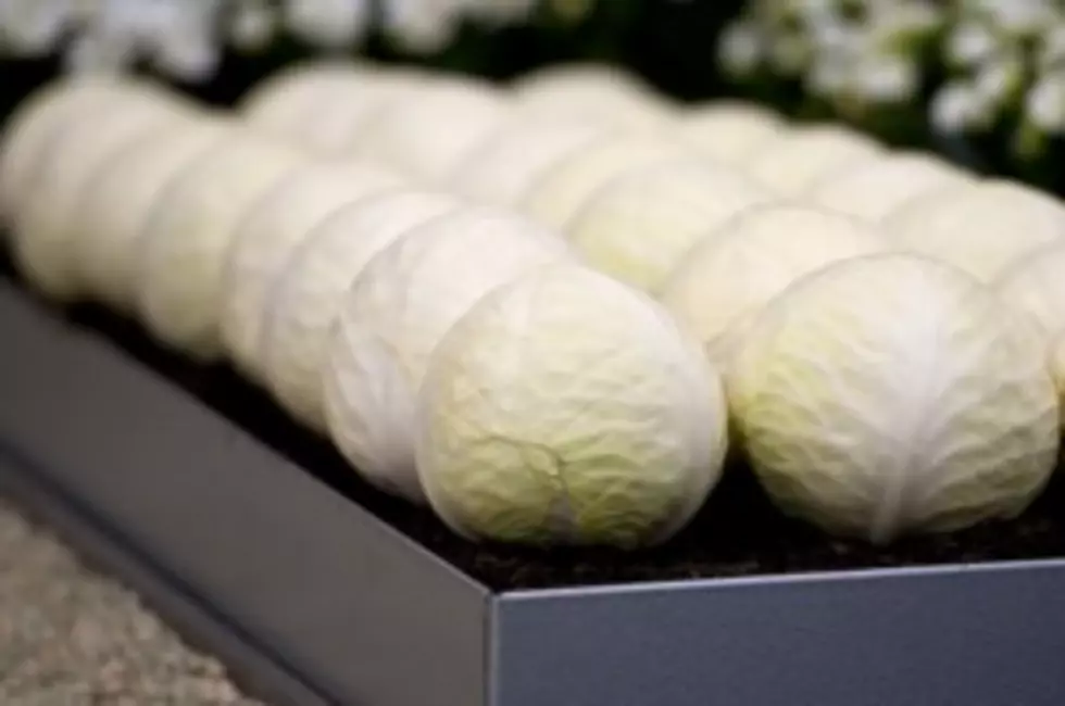 I&#8217;d Like You To Meet My New Pet&#8230;Cabbage? [VIDEO]