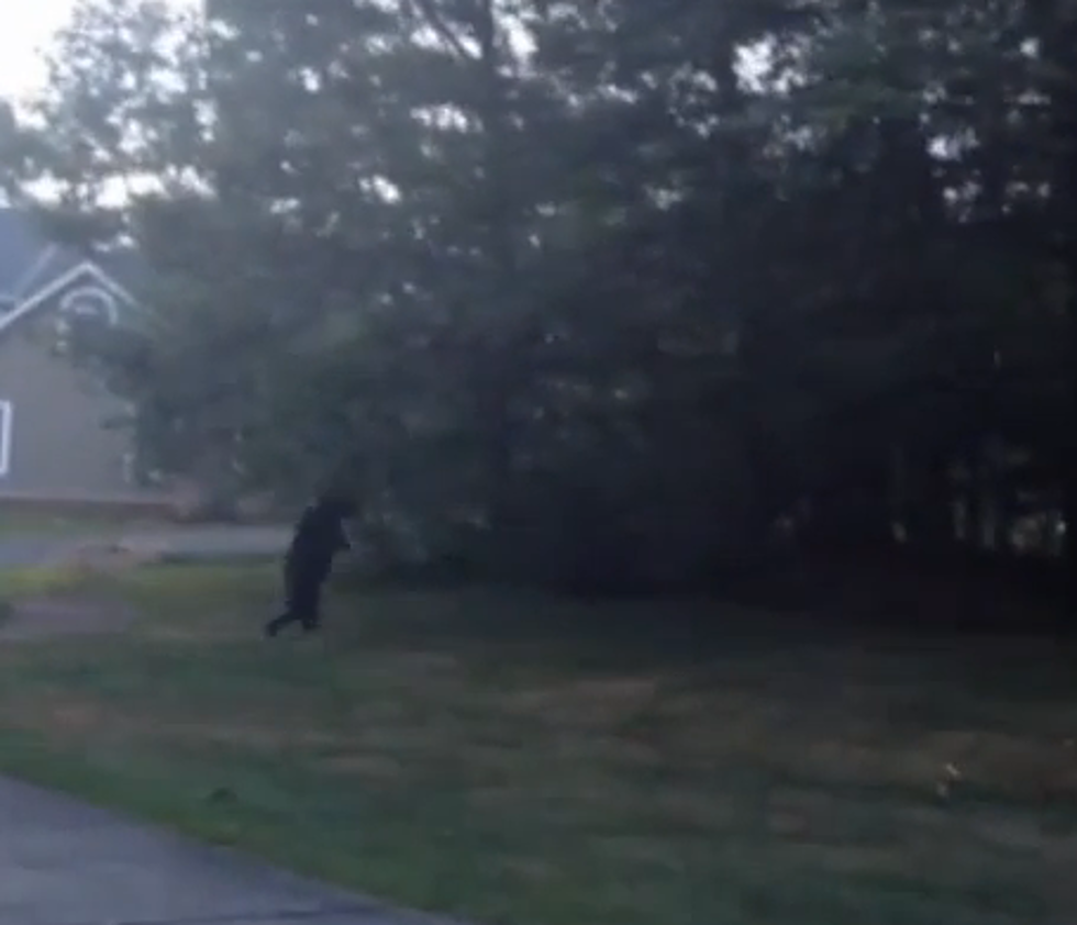 Bear Tries To Pass As Human By Walking Upright In Jersey Neighborhood [VIDEO]