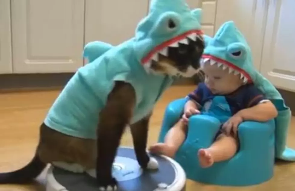 Cat Shark Versus Baby Shark! [VIDEO]