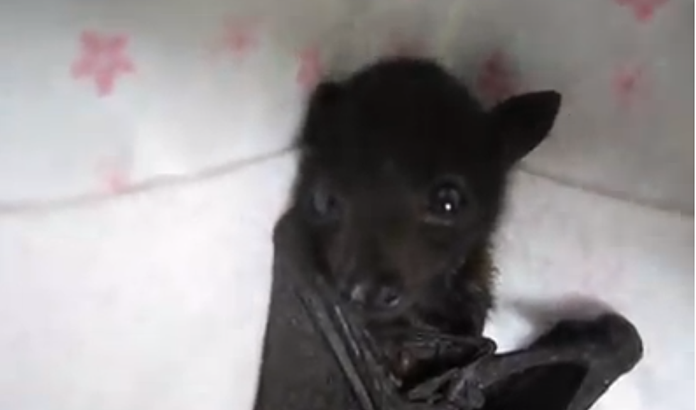 Batzilla Could Change How You Feel About Bats [VIDEO]