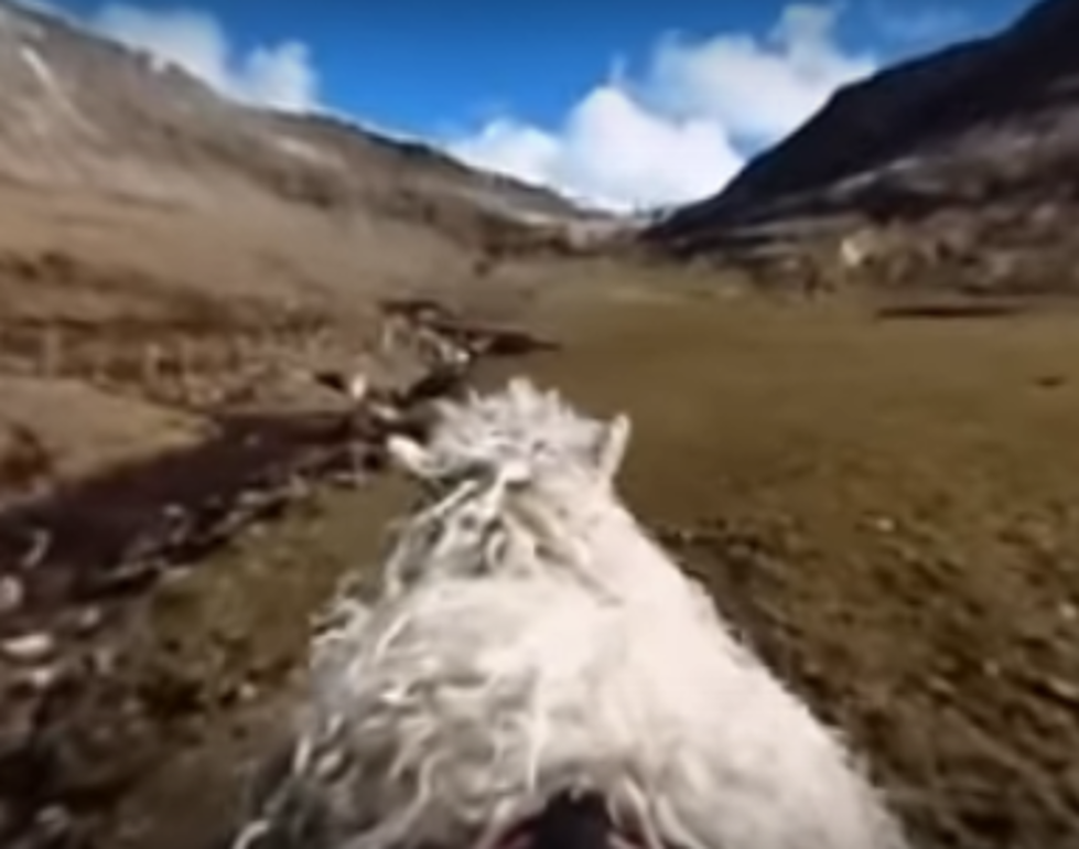 Lost? Sheep View 360 Can Help You Find Your Way