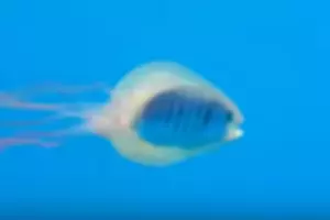 Check Out This Strange Fishy Jellyfish