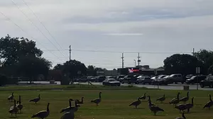 Were Those Canadian Geese?