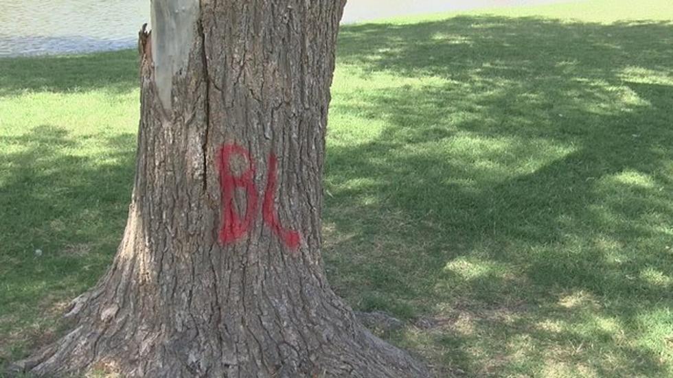 No One in Lubbock Is Impressed With Graffiti On Trees
