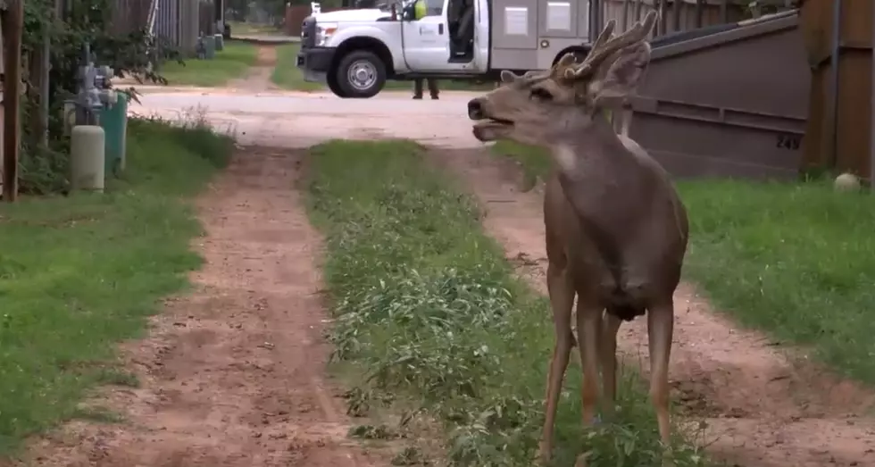 Video: Lubbock Animal Control Officer Successfully Relocates Loose Buck