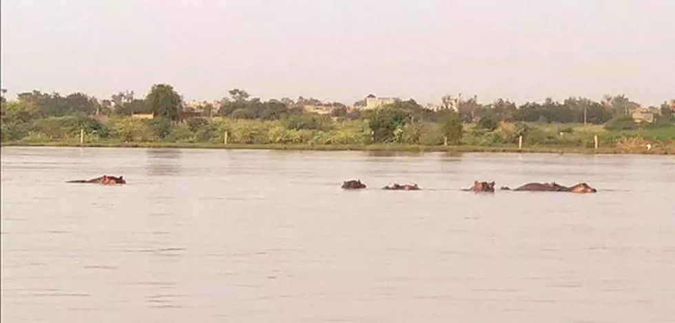 Did Hippos Swim the Rio Grande Earlier This Week?
