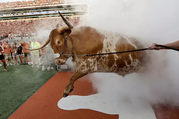 Horses, Cougars, Cattle: In Defense of Live Animal Texas Mascots