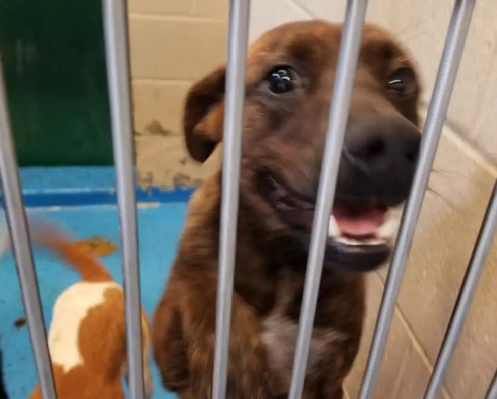 Ella Has Been in the Lubbock Animal Shelter Longer Than Any Other Dog