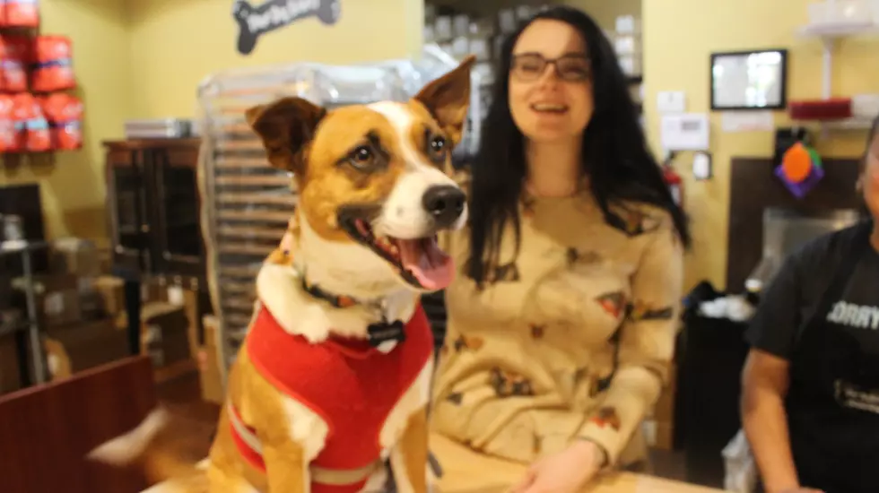 Renee Raven’s Pooch Samples a Taco Treat at Three Dog Bakery
