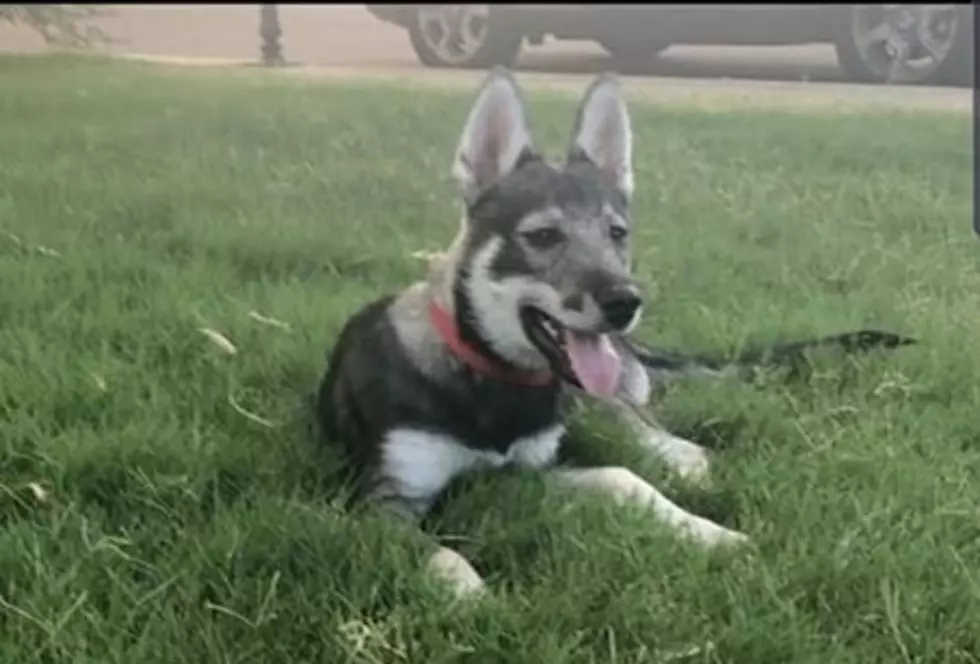 Update: A Lubbock Soldier’s Missing Puppy Has Been Found