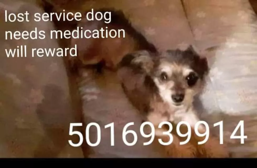 Lubbock Veteran&#8217;s PTSD Service Dog Is Missing &#038; Desperately Needs Medication