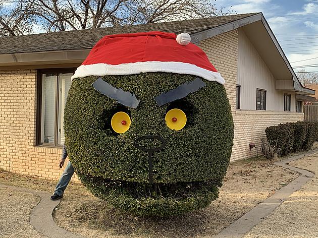 Lubbock&#8217;s &#8216;Smiling Bush&#8217; Turns Grinch for Christmas and a Good Cause