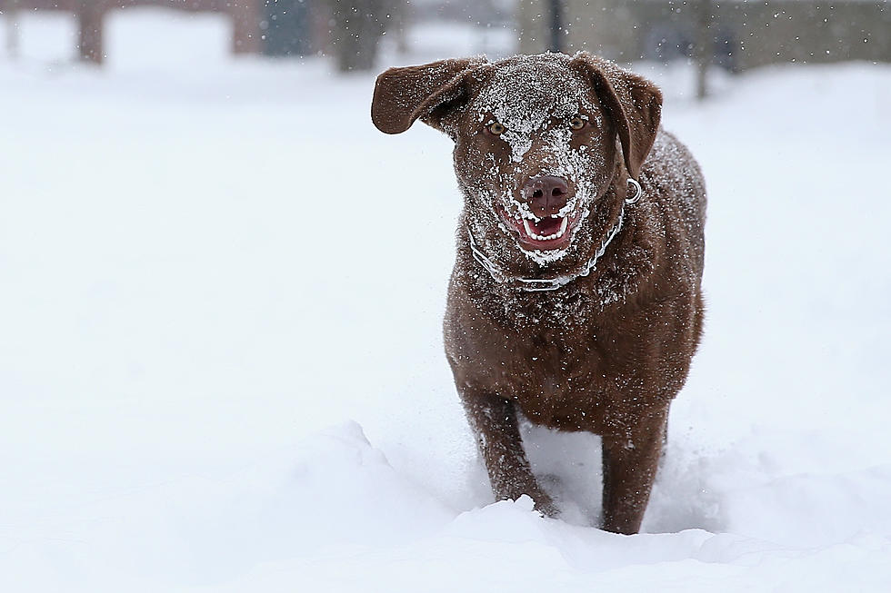 Reminder: It is Illegal & Immoral to Leave a Pet Tethered Outside During Freezing Weather