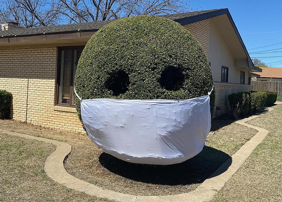 Lubbock’s Beloved Smiling Bush Gets a Timely Makeover for Easter