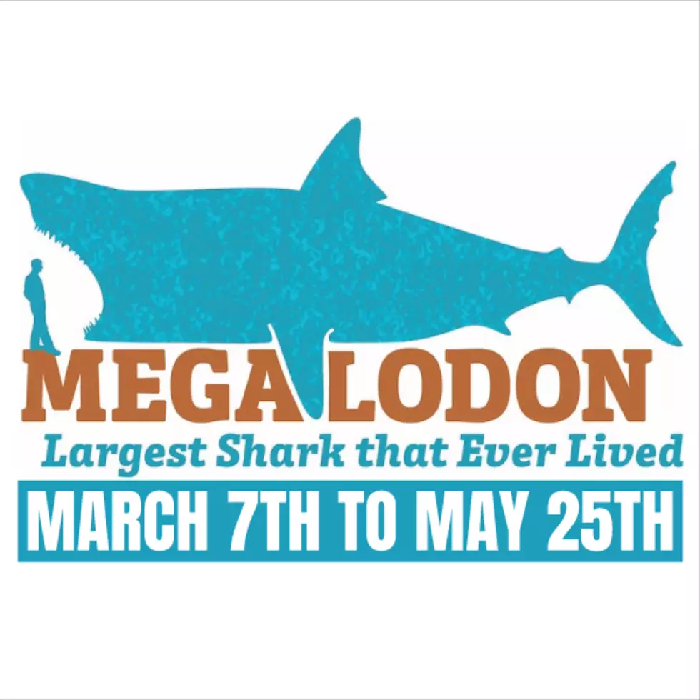 Epic Megalodon Exhibit Starts This Weekend at Lubbock&#8217;s Science Spectrum