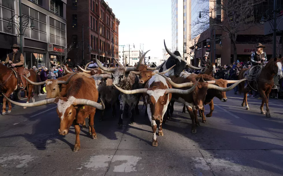 Parade Of Cattle And Western Wagons Kicks Off Annual Nat'l Western Stock Show