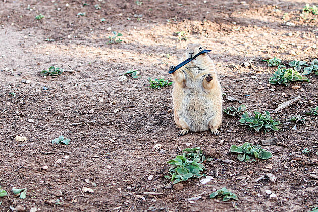 Lubbock Needs a Prairie Dog Answer to Groundhog Day