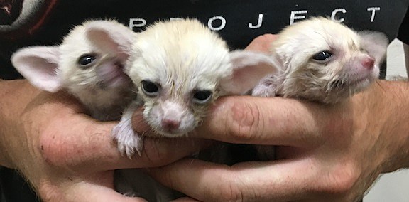 walter's world of pets in lubbock