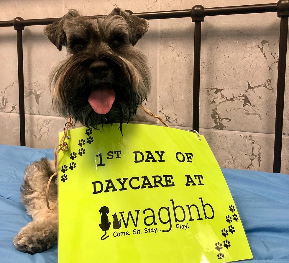Wagbnb Dog Daycare & More Is Now Open in Lubbock