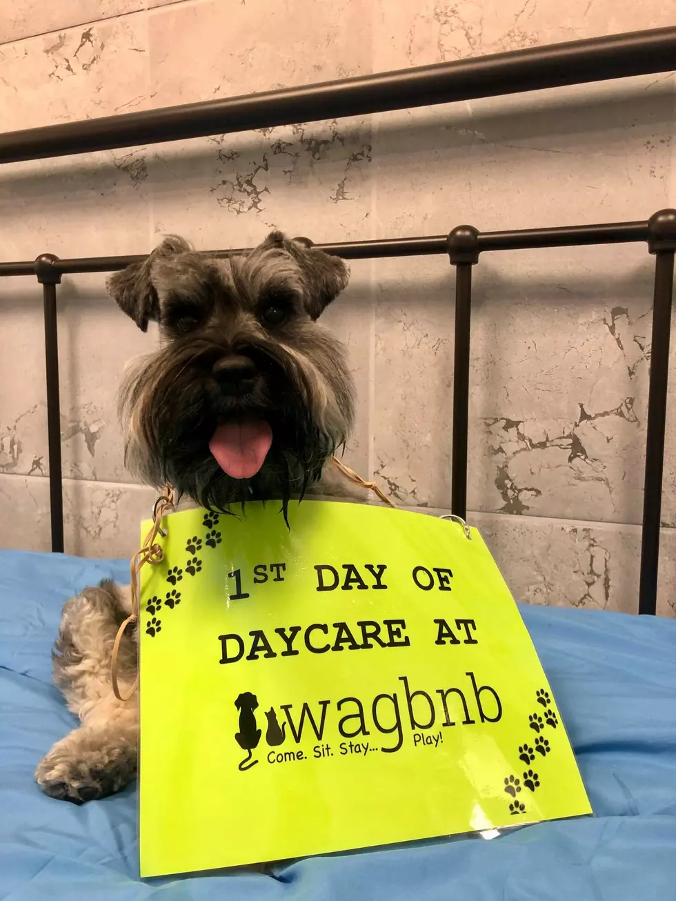 Wagbnb Dog Daycare & More Is Now Open in Lubbock
