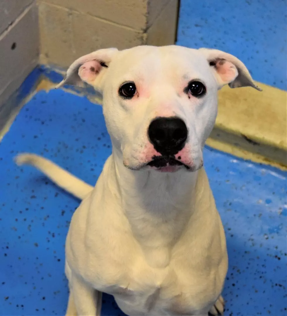 Butch Is Lubbock's Awesome Adoptable Dog of the Week