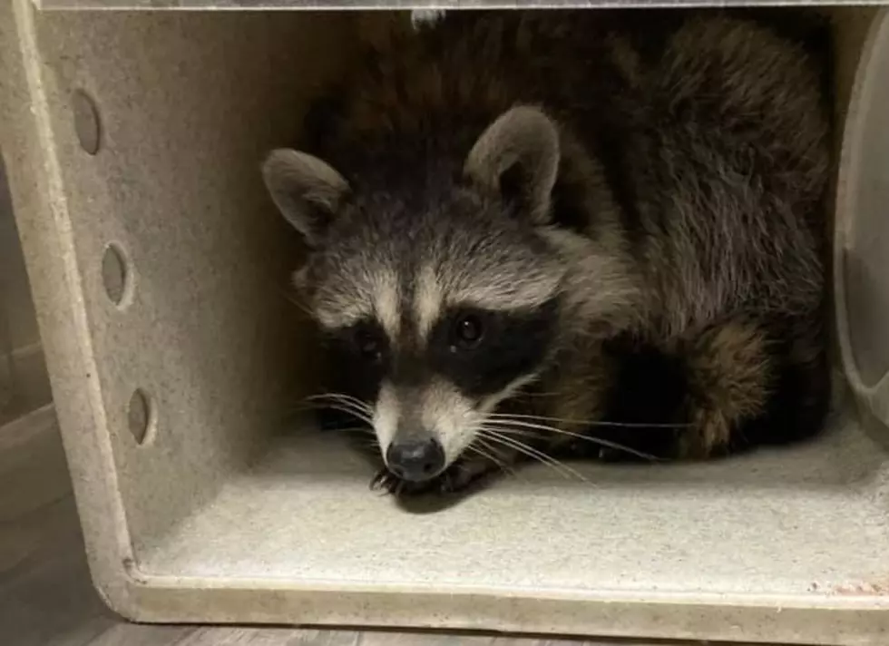 Raccoon Breaks Into Lubbock Home, Trashes Spare Bedroom