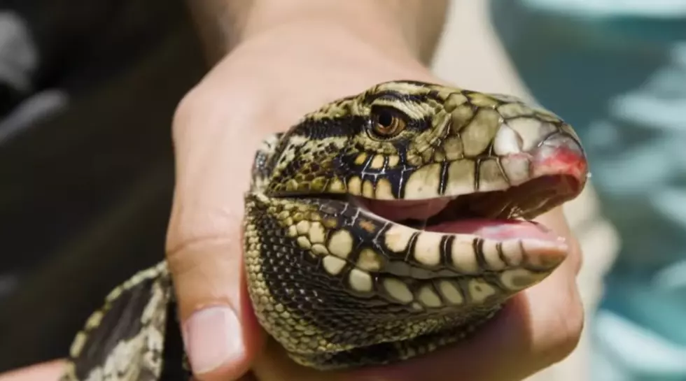 After Taking Over Florida, Huge Invasive Lizards Are Headed to Texas