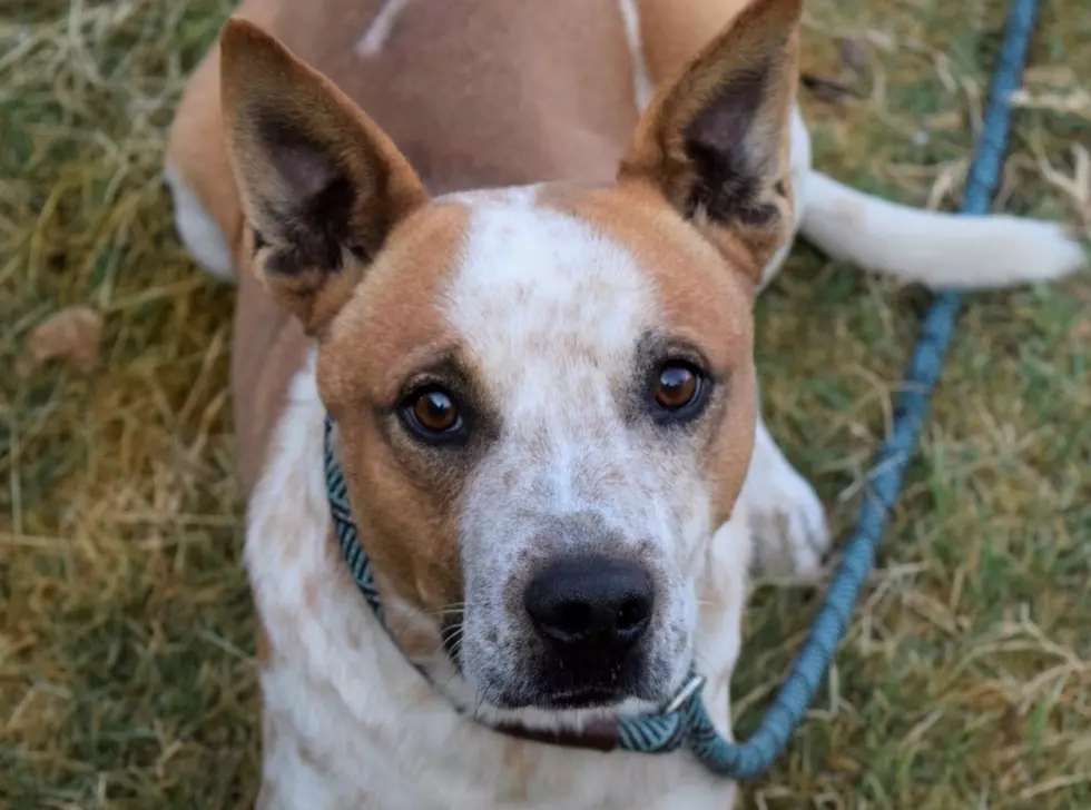 Clyde Is Your Awesome Adoptable Pet of the Week