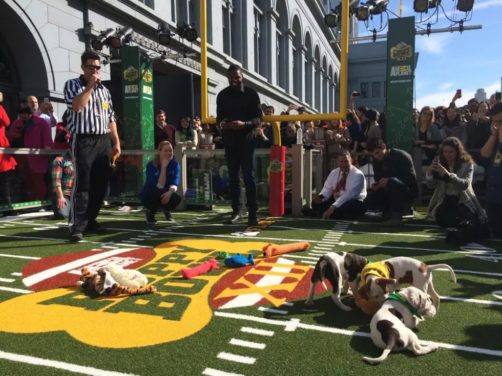 Chrissy From The RockShow Had No Idea The Puppy Bowl Existed