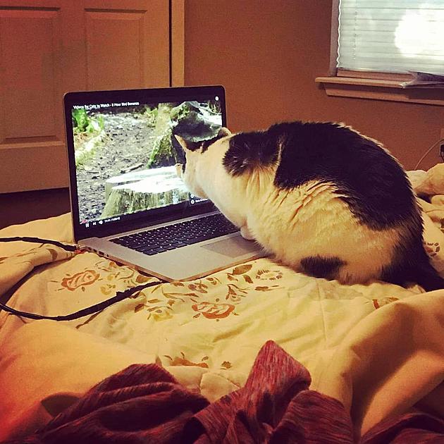 5 YouTube Videos Your Cat Will Love