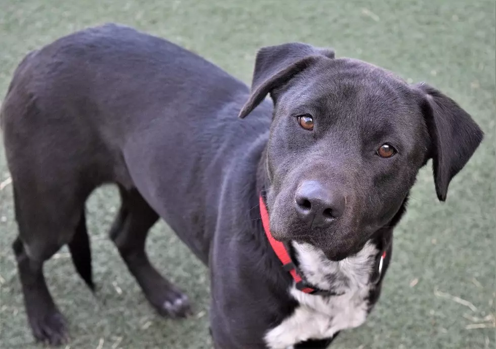 Lubbock’s Awesome Adoptable Pet of the Week Is Playful Skye