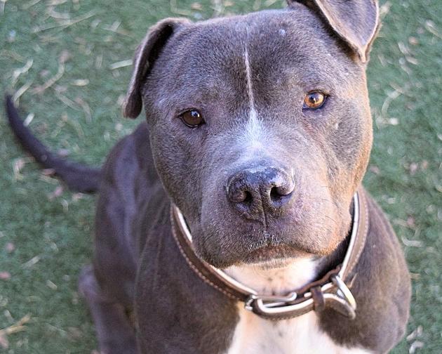 Beautiful Blue Anderson Is Lubbock&#8217;s Awesome Adoptable Pet of the Week