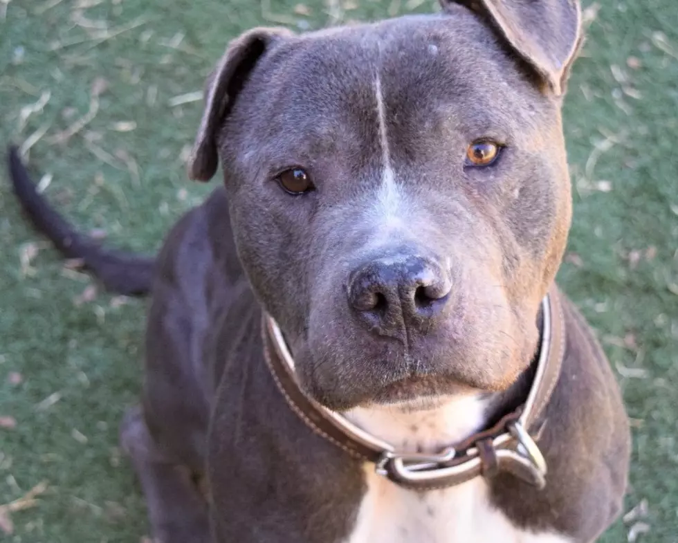Beautiful Blue Anderson Is Lubbock’s Awesome Adoptable Pet of the Week