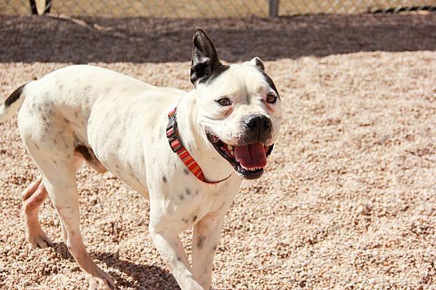 Sweet Sug Is Lubbock&#8217;s Awesome Adoptable Pet of the Week