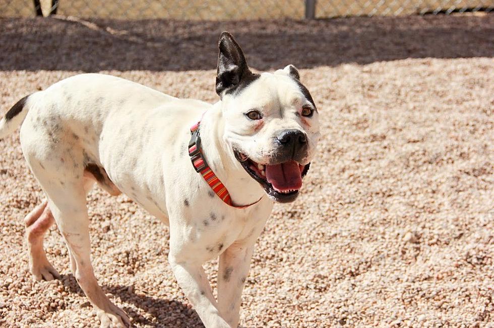 Sweet Sug Is Lubbock’s Awesome Adoptable Pet of the Week