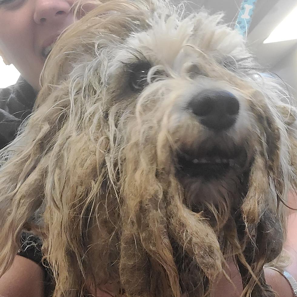 How a Sad, Ragged Dog Was Beautifully Transformed By a Lubbock Groomer